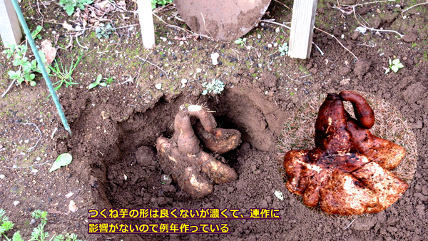 家庭菜園ブロッコリー&つくね芋 家庭菜園ブロッコリー&つくね芋