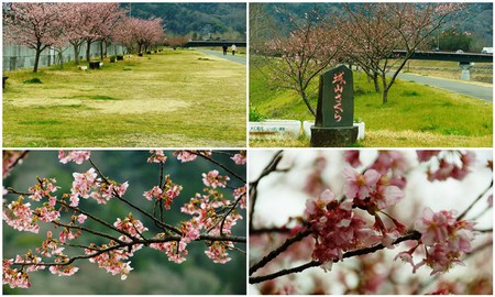 狩野川の城山ざくら!!そろそろ満開 狩野川の城山ざくら!!そろそろ満開