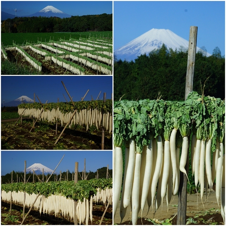 初冬の風物詩!!三島大根干し 初冬の風物詩!!三島大根干し