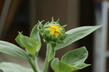 一輪のひまわりの花 一輪のひまわりの花