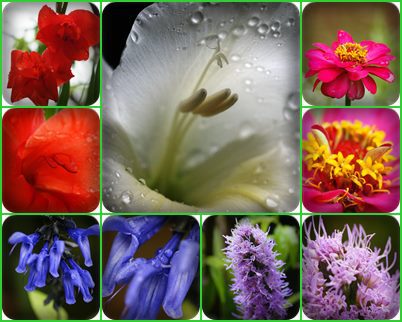 我が家の花 我が家の花