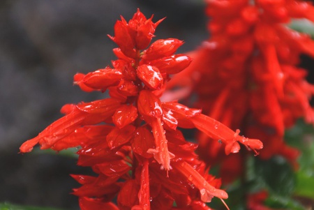 庭先の花 庭先の花