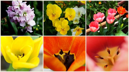 我家のプランターも花盛り!! 我家のプランターも花盛り!!