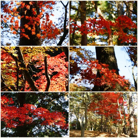 紅葉見頃!!修善寺自然公園