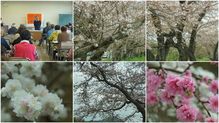 狩野川さくら公園!!さくらの見頃は週末か 狩野川さくら公園!!さくらの見頃は週末か
