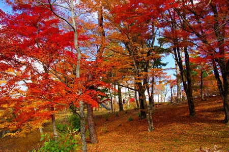 紅葉が見頃!!山中湖 紅葉が見頃!!山中湖
