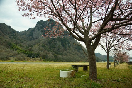 狩野川の城山ざくら!!そろそろ満開 狩野川の城山ざくら!!そろそろ満開