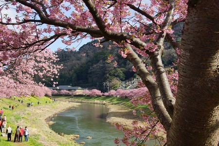 河津桜も見納めか??みなみの桜 河津桜も見納めか??みなみの桜