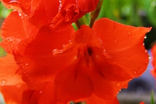 庭先の花 庭先の花