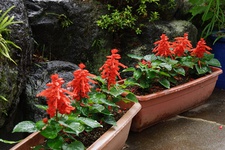 庭先の花 庭先の花