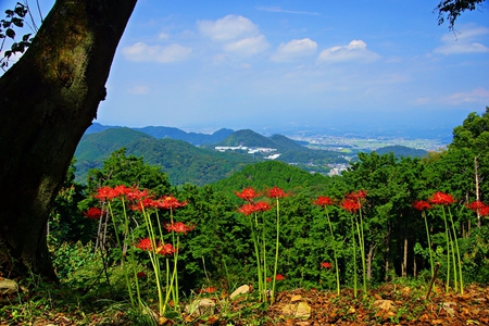 かつらぎ山の彼岸花が見頃 かつらぎ山の彼岸花が見頃