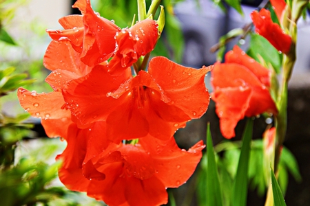 庭先の花 庭先の花