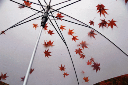 雨の中の紅葉！！修善寺もみじ公園