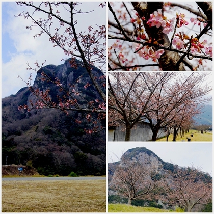 咲始め!!狩野川の城山さくら 咲始め!!狩野川の城山さくら