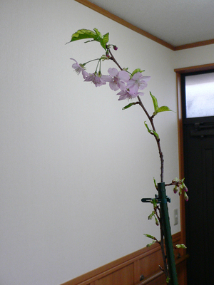 玄関の河津桜