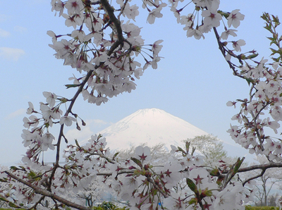 今日の東山湖の桜 今日の東山湖の桜