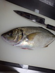 週末の、魚!