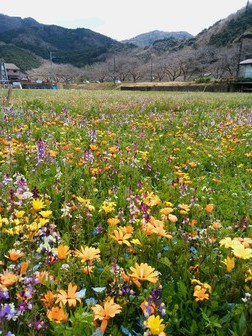 松崎町の大規模花畑 松崎町の大規模花畑