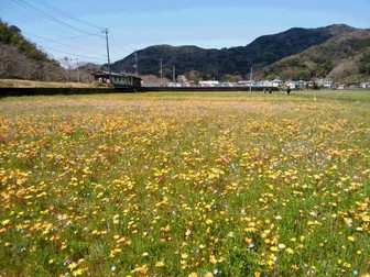 松崎町の大規模花畑 松崎町の大規模花畑
