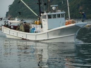 高足ガニの脱皮(駿河湾の不思議)