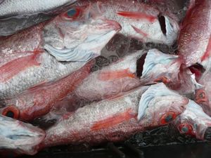 高足ガニの脱皮(駿河湾の不思議)