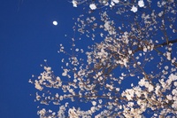 狩野川さくら公園の夜桜と月