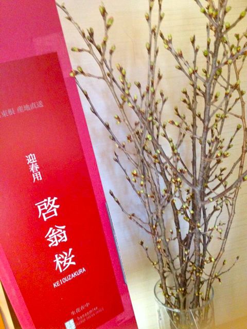 啓扇桜