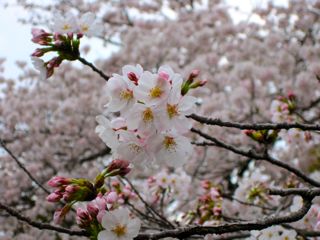 うちから一番近くの。。。