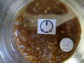 焼津の正装「魚河岸シャツ」ならぬ・・・