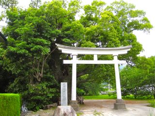 伊豆の3姉妹…大楠との出逢い