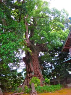 伊豆の3姉妹…大楠との出逢い