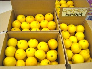 伊豆の3姉妹…大楠との出逢い