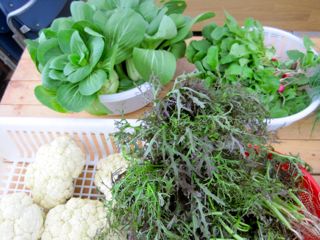 畑deクッキング&農園ランチ Vol.1