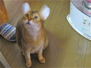 ママを味わうことができる幸せな夜