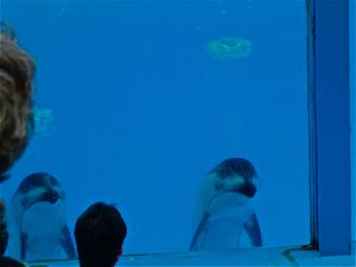 三津シーパラダイス
