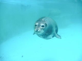 初のあわしまマリンパーク