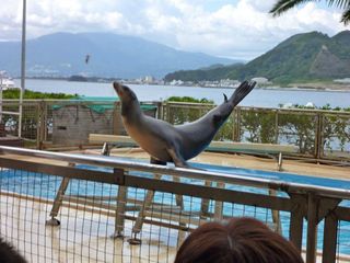 初のあわしまマリンパーク
