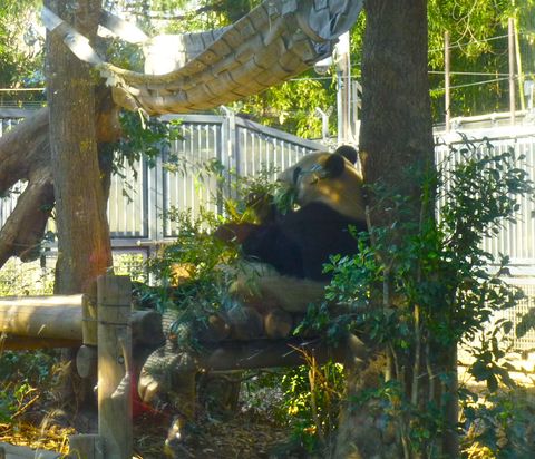 上野動物園part1