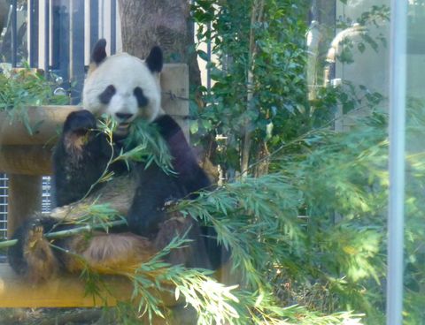 上野動物園part1
