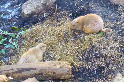 上野動物園part4最後だよ。