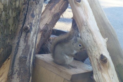 上野動物園part4最後だよ。