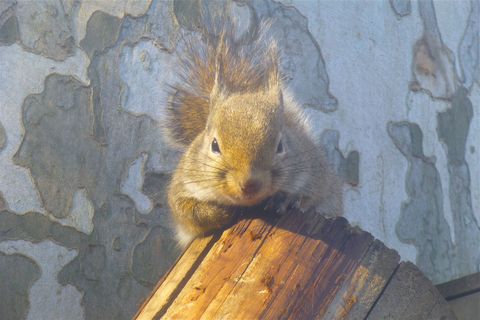 上野動物園part4最後だよ。