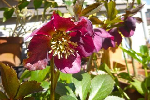 うちの花たち