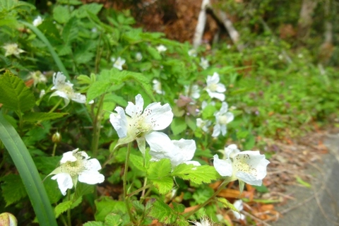 日本平の花✿