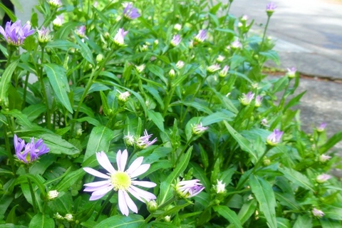 日本平の花✿