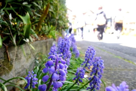 日本平の花✿