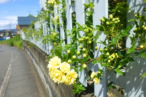 日本平の花✿