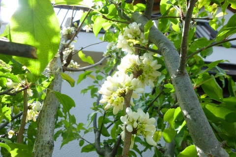 日本平の花✿