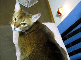 待った!待った!