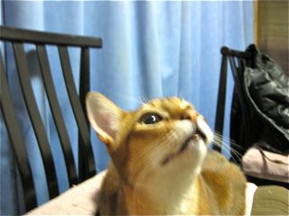 待った!待った!
